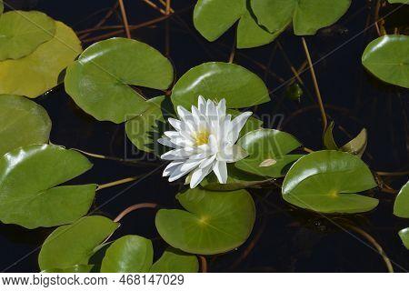 Whitw Water Lily Marliacea Albida Flower And Leaves