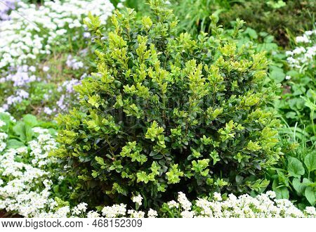 Close Up On Untrimmed Buxus, Boxwood Shrubs. Boxwoods In Spring.