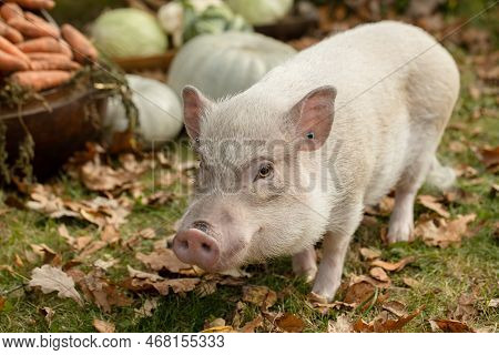 A White Mini Pig Sits In A Wicker Basket. Autumn Photo