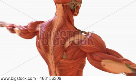 Human Muscle Anatomy For Medical Concept 3D Rendering
