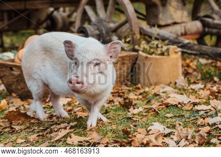 A White Mini Pig Sits In A Wicker Basket. Autumn Photo
