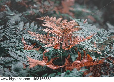 A Fern Is A Member Of A Group Of Vascular Plants (plants With Xylem And Phloem) That Reproduce Via S
