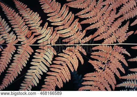 A Fern Is A Member Of A Group Of Vascular Plants (plants With Xylem And Phloem) That Reproduce Via S