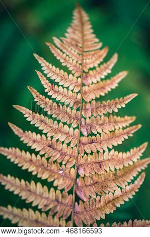 A Fern Is A Member Of A Group Of Vascular Plants (plants With Xylem And Phloem) That Reproduce Via S