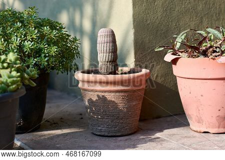 Horizontal Shot Of Potted Cactus Echinocereus Rigidissimus Without Flower, Surrounded By Other Potte