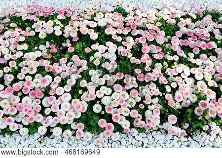 Bellis Perennis Hybriden Daisy Flowers In A Park In Spring
