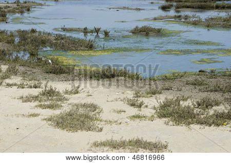 scrub land