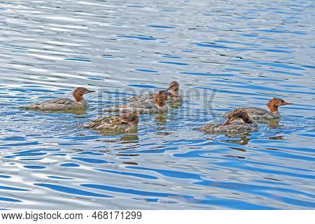 A Dopping Of Female Mergansers On The Move In The Sylvania Wilderness In Michigan