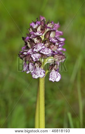 Lady Orchid