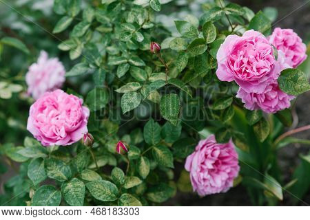 Beautiful Flowers Of The Peony-shaped English Rose Mary Rose In The Garden In Summer