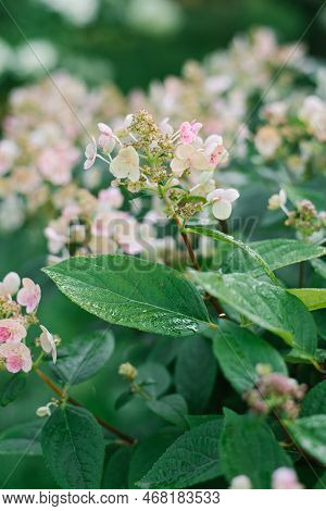 Hydrangea Paniculata Flowers Early Sensation In Summer In The Garden