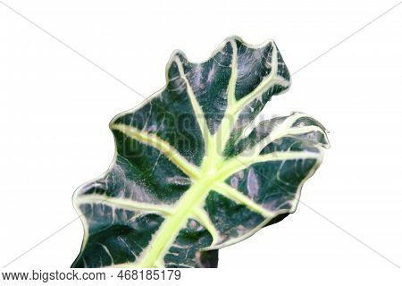Alocasia X Amazonica (amazonian Elephant Ear) Is A Robust Rhizomatous Evergreen Perennial With Dark 