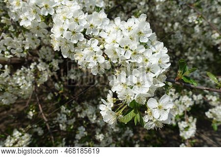 A Lot Of White Flowers Of Cherry Tree In April