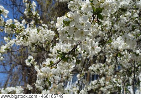 Abundant White Flowers Of Cherry Tree Against Blue Sky In April