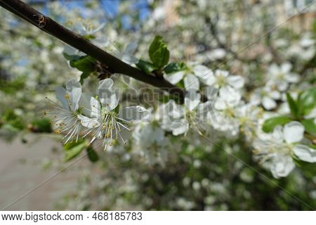 Black Branch Of Blossoming Cherry Tree In April