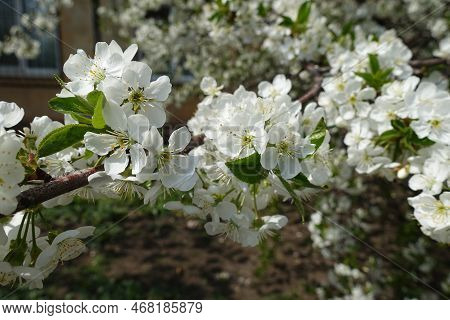 Blossoming Branch Of Cherry Tree In April