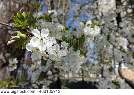 Branch Of Blossoming Cherry Tree In April