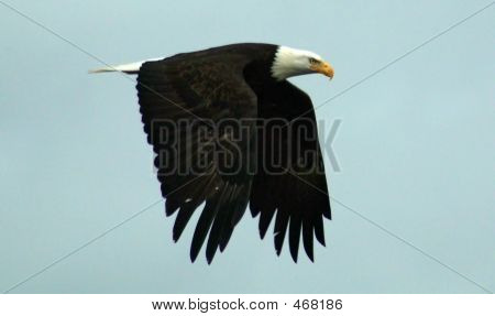 Eagle