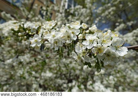 Cherry Tree Branch In Full Bloom In April