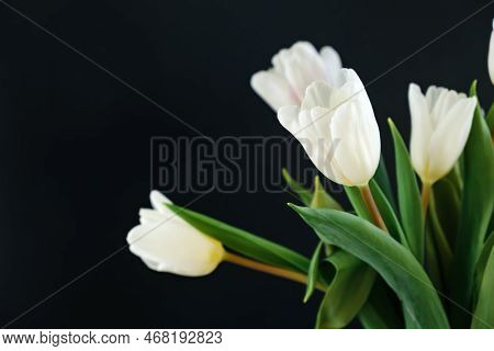 White Tulip Flowers Isolated On Black Background Close-up. Side View Of Beautiful Bouquet. Valentine