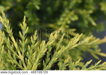 Golden Pfitzer Juniper Branch In The Summer