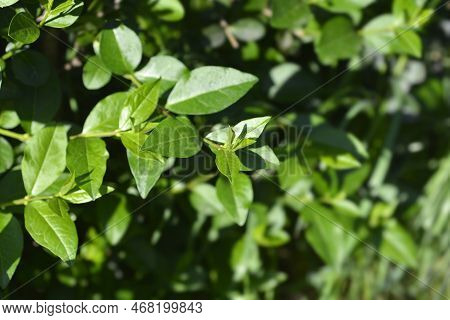 Oval-leaved Privet Green Leaves In The Spring