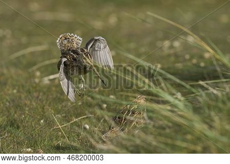 Magellanic Snipe (gallinago Paraguaiae Magellanica) Interacting During The Spring Breeding Season On