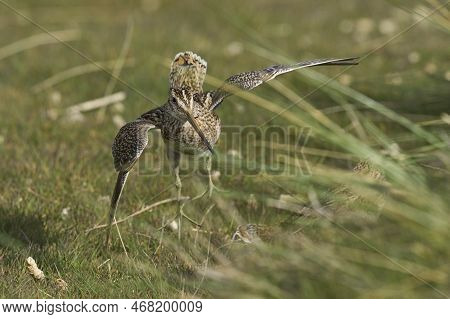 Magellanic Snipe (gallinago Paraguaiae Magellanica) Interacting During The Spring Breeding Season On