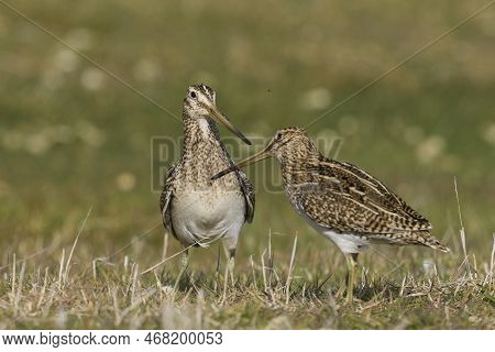 Magellanic Snipe (gallinago Paraguaiae Magellanica) Interacting During The Spring Breeding Season On