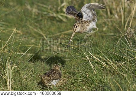 Magellanic Snipe (gallinago Paraguaiae Magellanica) Interacting During The Spring Breeding Season On