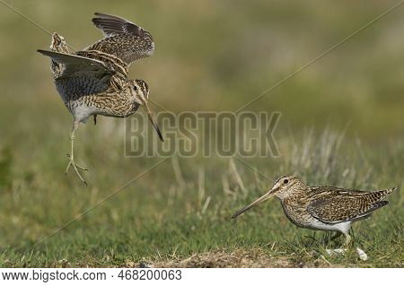 Magellanic Snipe (gallinago Paraguaiae Magellanica) Interacting During The Spring Breeding Season On