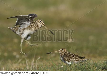 Magellanic Snipe (gallinago Paraguaiae Magellanica) Interacting During The Spring Breeding Season On