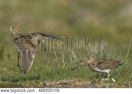 Magellanic Snipe (gallinago Paraguaiae Magellanica) Interacting During The Spring Breeding Season On