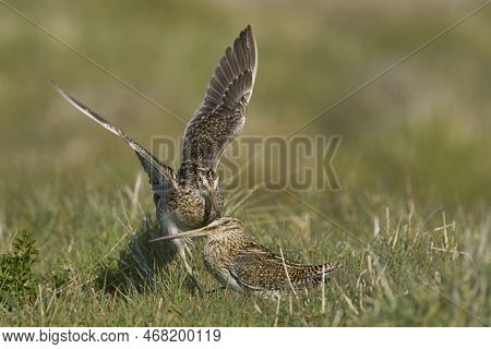 Magellanic Snipe (gallinago Paraguaiae Magellanica) Interacting During The Spring Breeding Season On