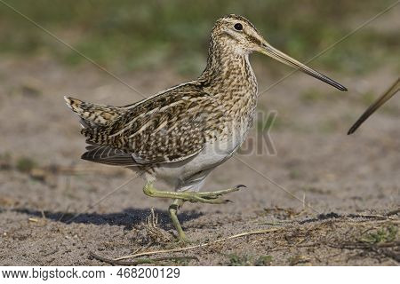 Magellanic Snipe (gallinago Paraguaiae Magellanica) Interacting During The Spring Breeding Season On