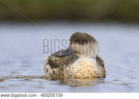 Crested Duck (lophonetta Specularioides Specularioides) Displaying In A Pond On Carcass Island In Th