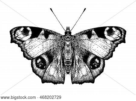 One Butterfly Aglais Io. Peacocks Eye On White Isolated Background. Inachis Io. Beautiful Insect. Re