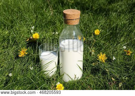 Glass And Bottle Of Fresh Milk On Green Grass Outdoors