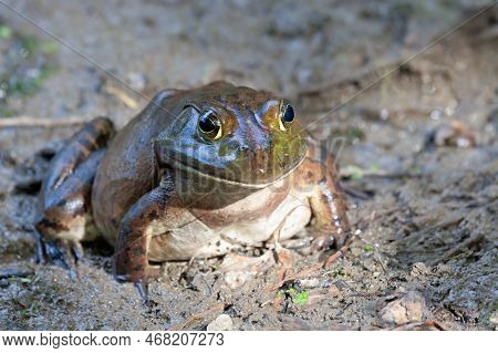 American Bullfrog With Wide Head, Stout Bodies, And Long, Hind Legs With Fully-webbed Hind Feet In M