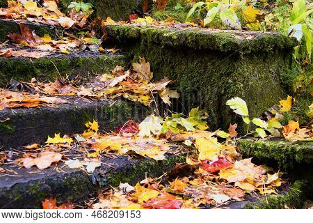 Autumn Leaves On The Old Steps Of The Stairs. Eco-trail Komarovsky Bereg. Saint Petersburg. Russia