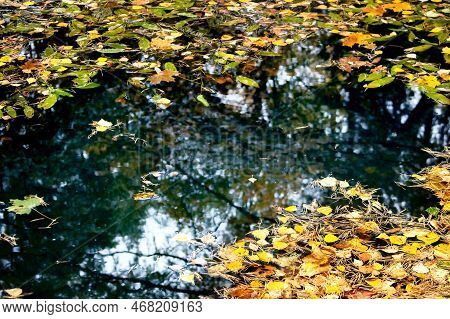 Autumn Leaves In The Pond. Eco-trail Komarovsky Bereg. Saint Petersburg. Russia