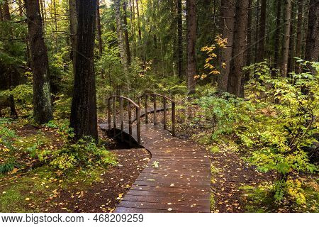 A Bridge Over A Creek In The Woods On A Trail. Eco-trail Komarovsky Bereg. Saint Petersburg. Russia