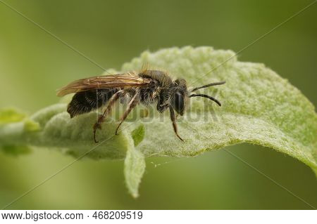 Closeup On A Female Mellow Minder Mining Solitary Bee, Andrena Mitis Sitting On A Green Leaf Of A Wi