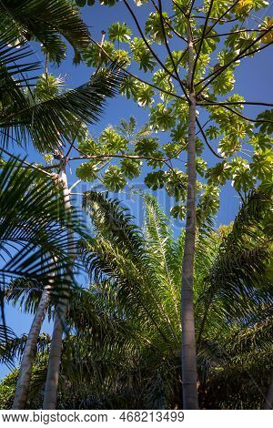 Tropical Trees On Blue Sky Background. Down Up View On Trumpet Tree