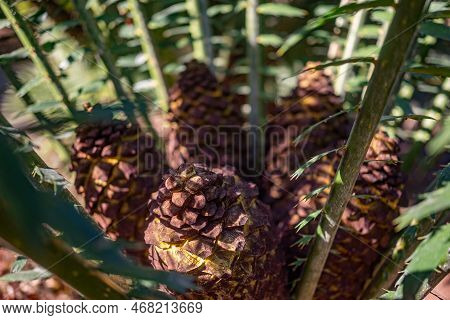 Malele Or Kwango Giant Cycad Fruit Closeup - Starch-filled Yellow Cones