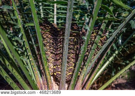 Malele Or Kwango Giant Cycad Fruit Closeup - Starch-filled Yellow Cones