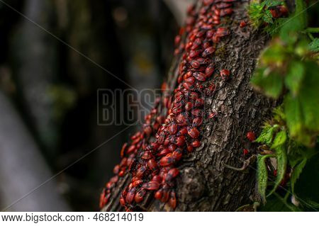 Firebug. A Lot Of Red Beetle Insects On The Bark Of A Tree In The Garden. Selective Focus. Pyrrhocor