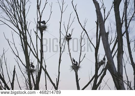A Flock Of Blue Herons Resting On Nests. This Heronry Is Located Over A Swamp In Akron Ohio.