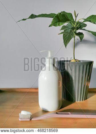 Body Lotion In White Dispensser Bottle, Toothbrush With Paste And Avocado Tree In Grey Pot On The Wo