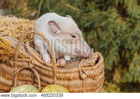 A White Mini Pig Sits In A Wicker Basket. Autumn Photo
